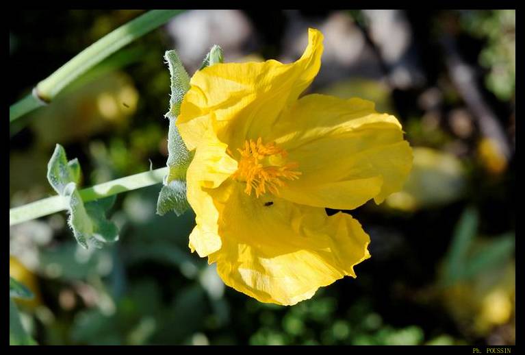 Pavot cornu - Glaucium flavum 7454s