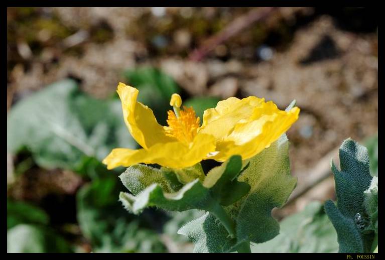 Pavot cornu - Glaucium flavum 7460s