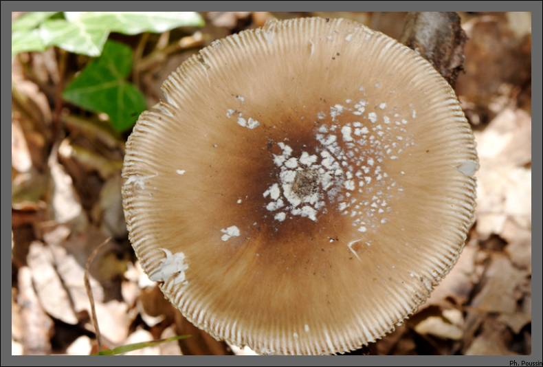 Amanite panthère  [Amanita pantherina] Champignon05