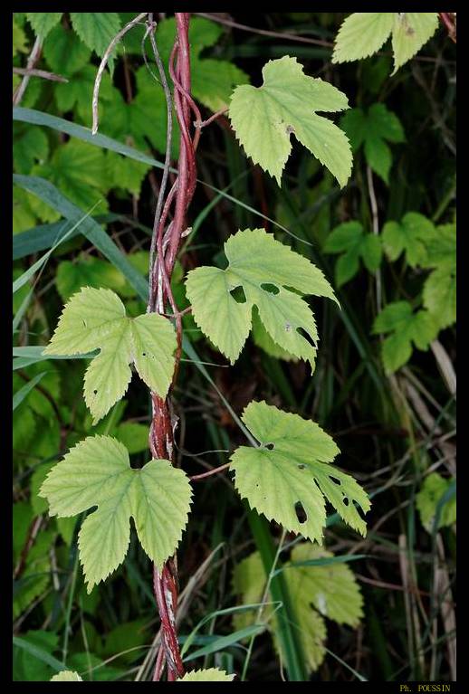 Houblon - Humulus lupulus Humulus_lupulus04