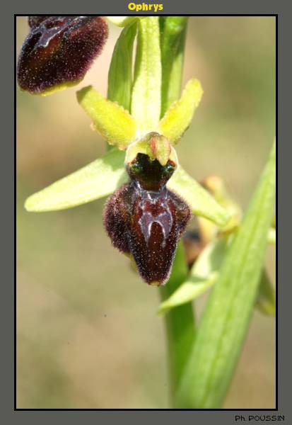 Ophrys aranifera Ophrys02