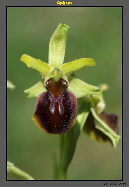 Ophrys aranifera Ophrys05