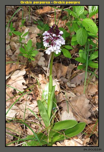 Orchis purpurea - Orchis pourpre Orchis_a1