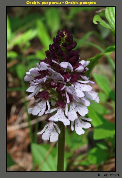 Orchis purpurea - Orchis pourpre Orchis_a2