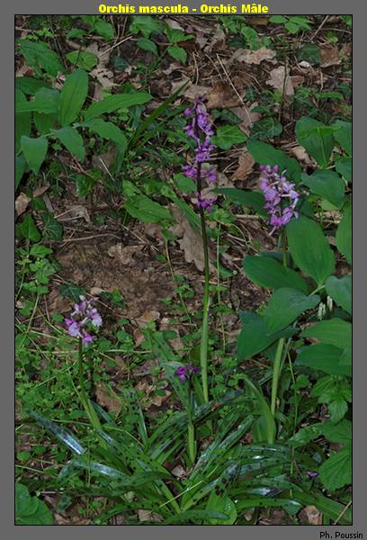 Orchis mascula - Orchis Mâle Orchis_c1