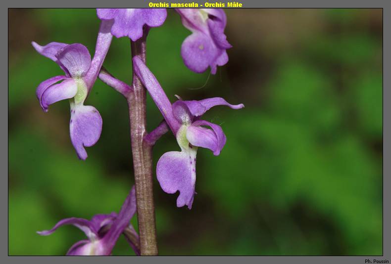 Orchis mascula - Orchis Mâle Orchis_c4