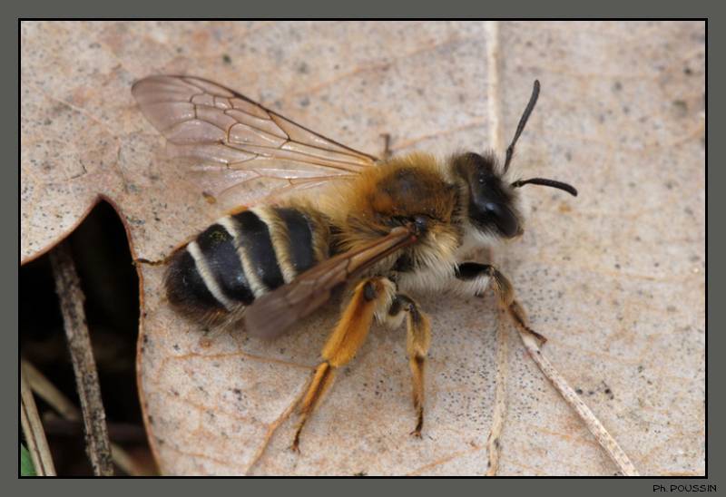 [Andrena sp.] Insecte à déterminer.  5099