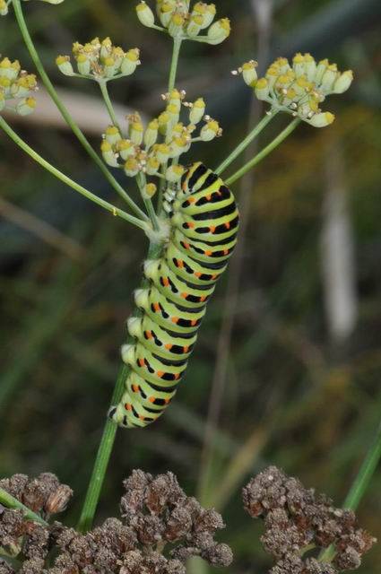 [Papilio machaon] Naissance de machaon Chenille07