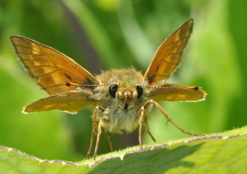 Papillon inconnu [Sylvaine - Ochlodes sylvanus] Insecte07