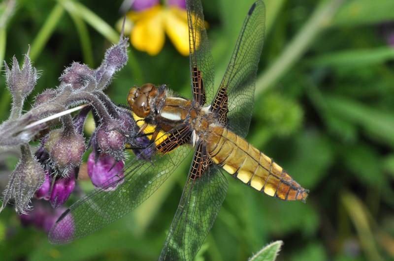 [Libellula depressa] Libellule déprimée. Odonate01