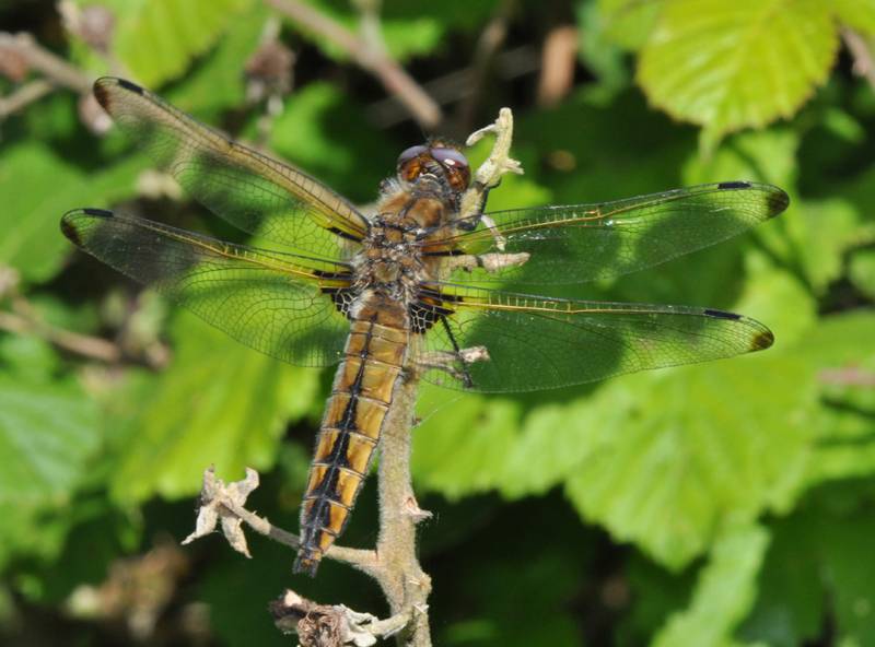 [Libellula depressa] Libellule déprimée. Odonate08