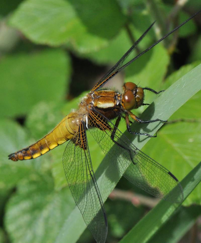 [Libellula depressa] Libellule déprimée. Odonate14