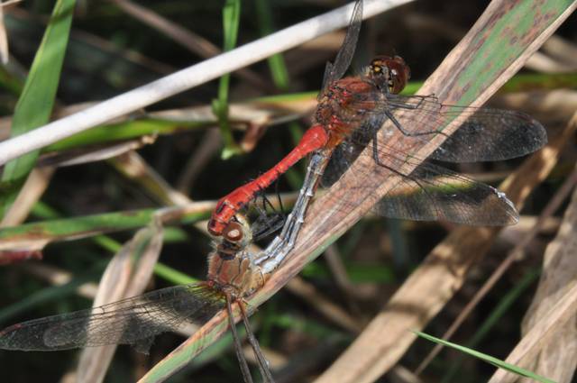 [Sympetrum sanguineum] Petit reportage sur Sympétrum sanguin Odonate40