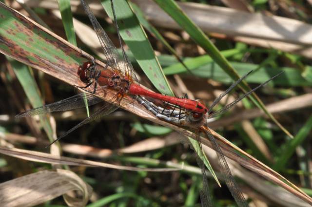 [Sympetrum sanguineum] Petit reportage sur Sympétrum sanguin Odonate41