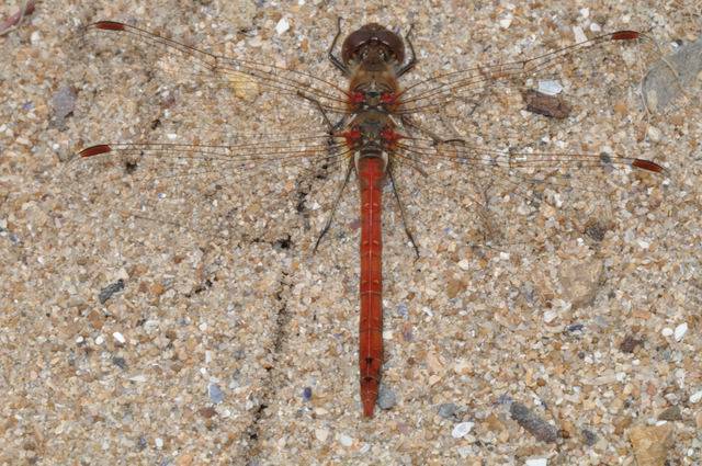 [Sympetrum sanguineum] Petit reportage sur Sympétrum sanguin Odonate47