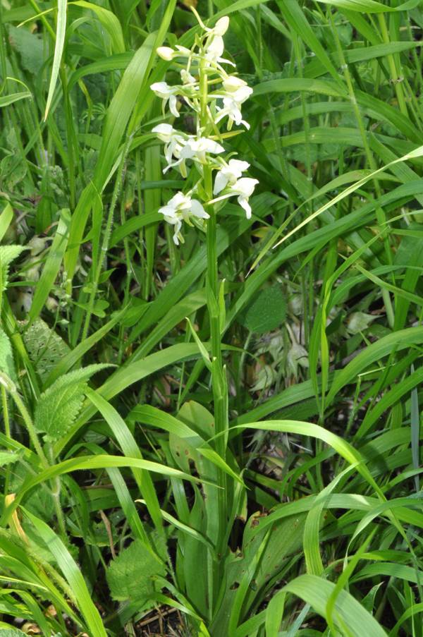 Platanthera chloranta Orchis02