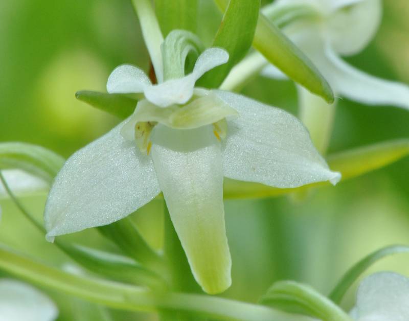 Platanthera chloranta Orchis04