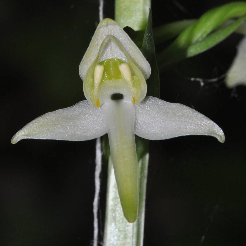Platanthera chloranta Orchis05