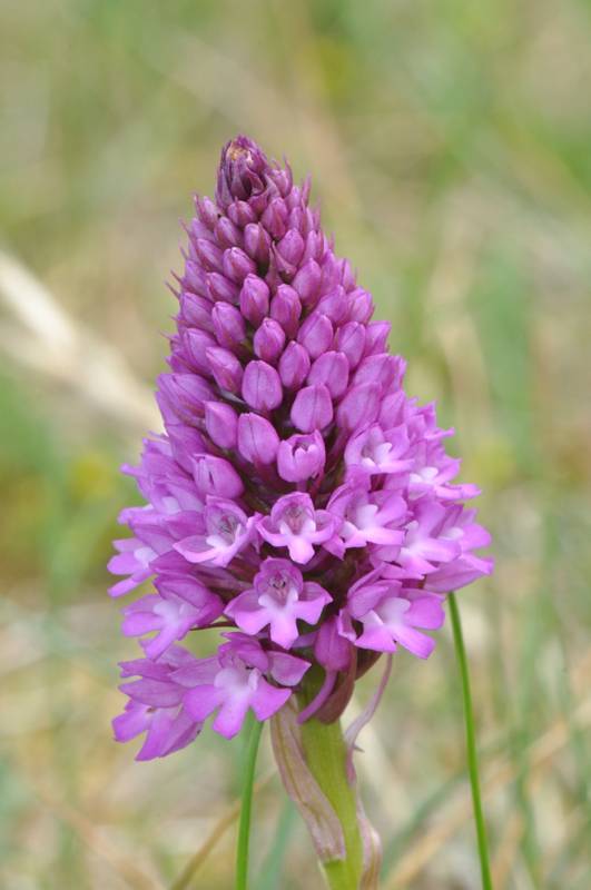 Anacamptis Pyramidalis Orchis11