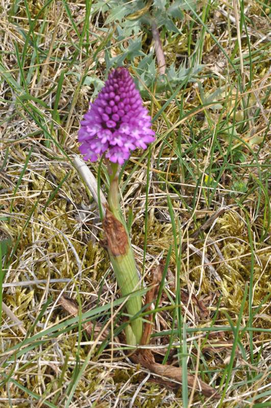 Anacamptis Pyramidalis Orchis12