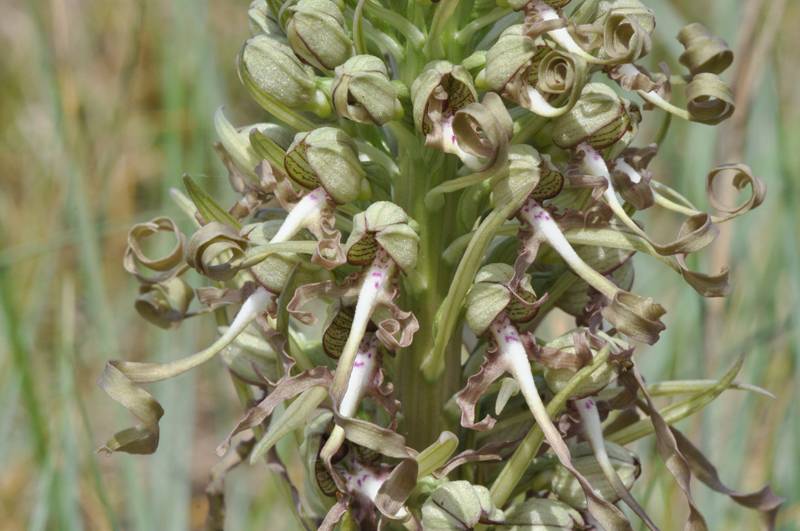 Himantoglossum hircinum, Orchis Bouc Orchis14