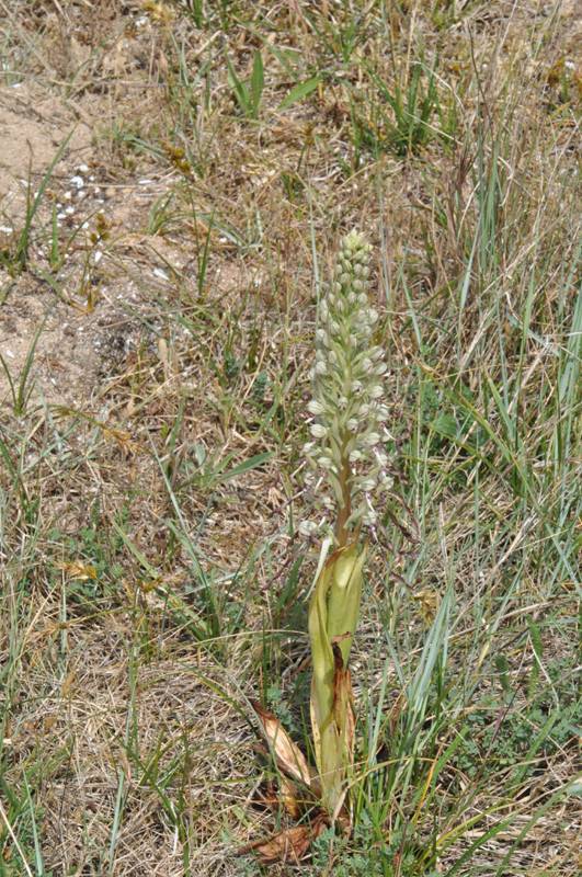 Himantoglossum hircinum, Orchis Bouc Orchis15