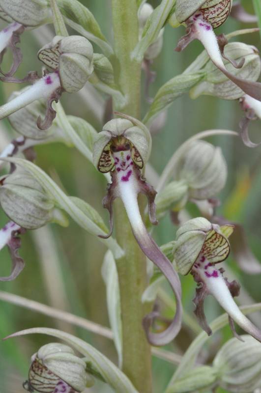 Himantoglossum hircinum, Orchis Bouc Orchis16