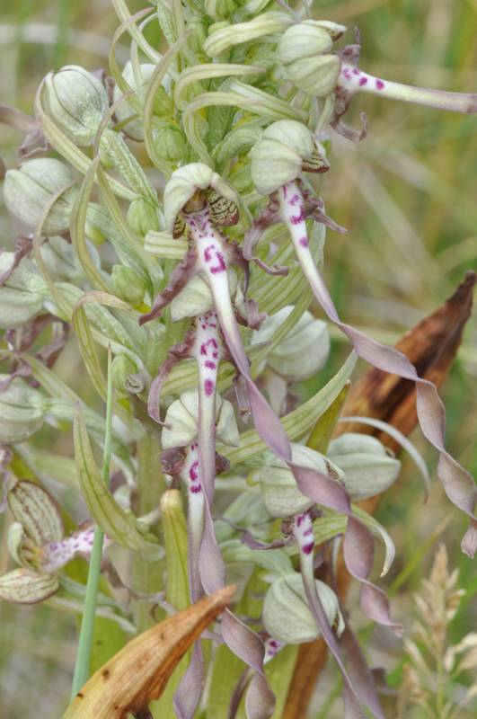 Himantoglossum hircinum, Orchis Bouc Orchis17