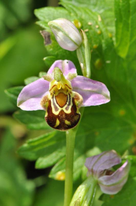 Ophrys apifera Orchis19