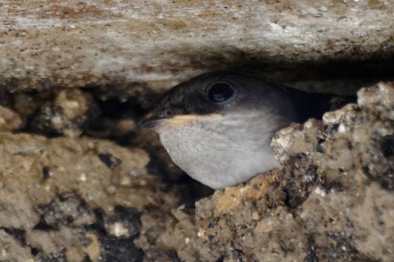 Hirondelle de fenêtre - Delichon urbicum  2716