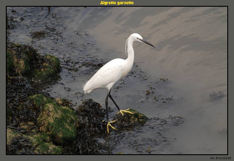 Aigrette garzette (Egretta garzetta) Aigrette_garzette01