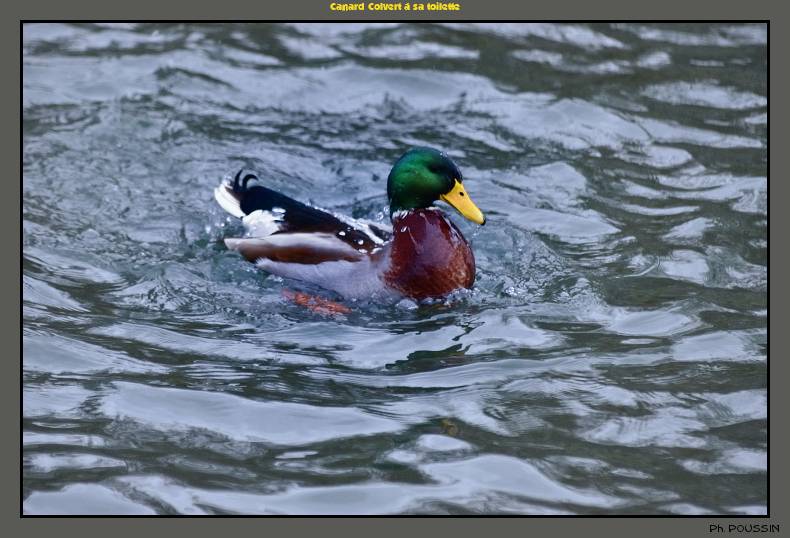 Canard Colvert à sa toilette Canard_colvert