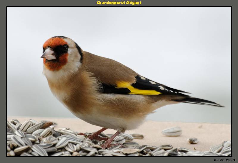 Chardonneret élégant (Carduelis caduelis) Chardonneret_elegant_7