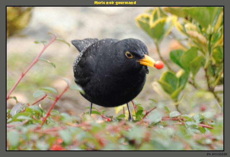 Merle noire (Turdus merula) Merle01