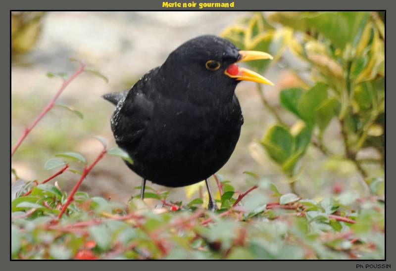 Merle noire (Turdus merula) Merle03