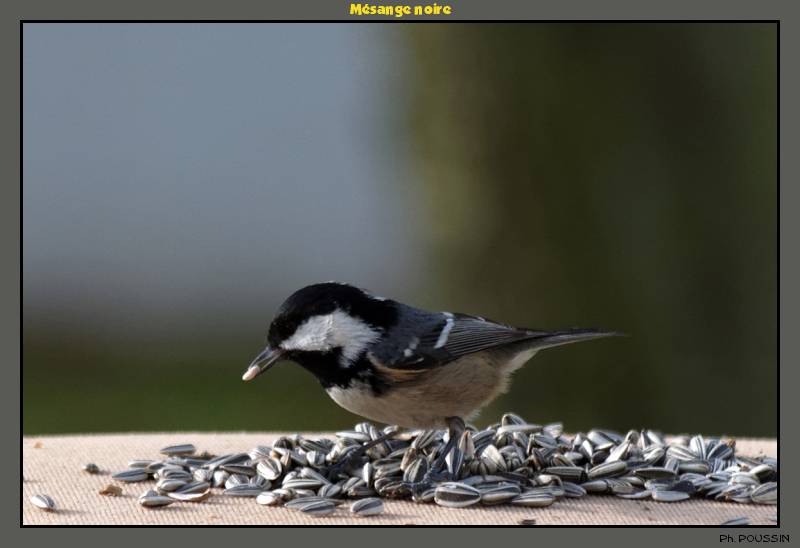 Mésange Noire (Parus ater) Mesange_noire_2