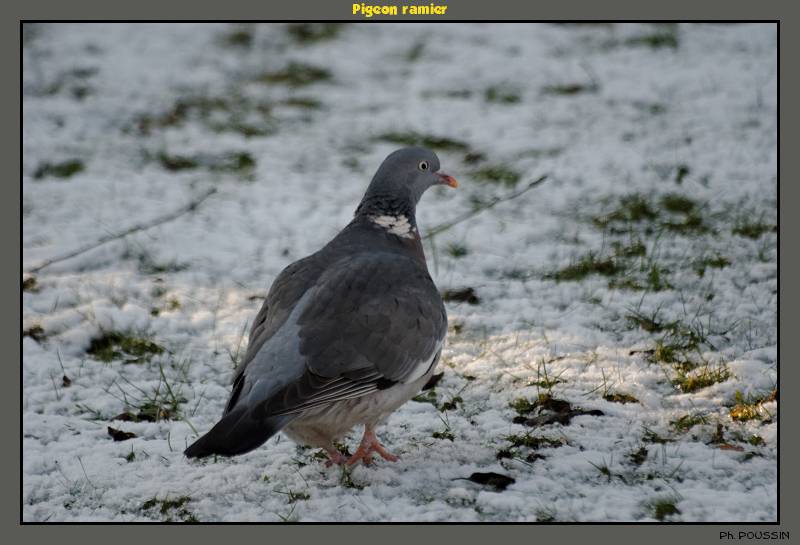 Pigeon ramier (Columba palumbus) Pigeon_ramier_1