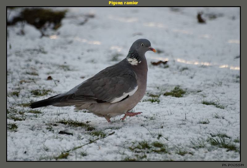 Pigeon ramier (Columba palumbus) Pigeon_ramier_2
