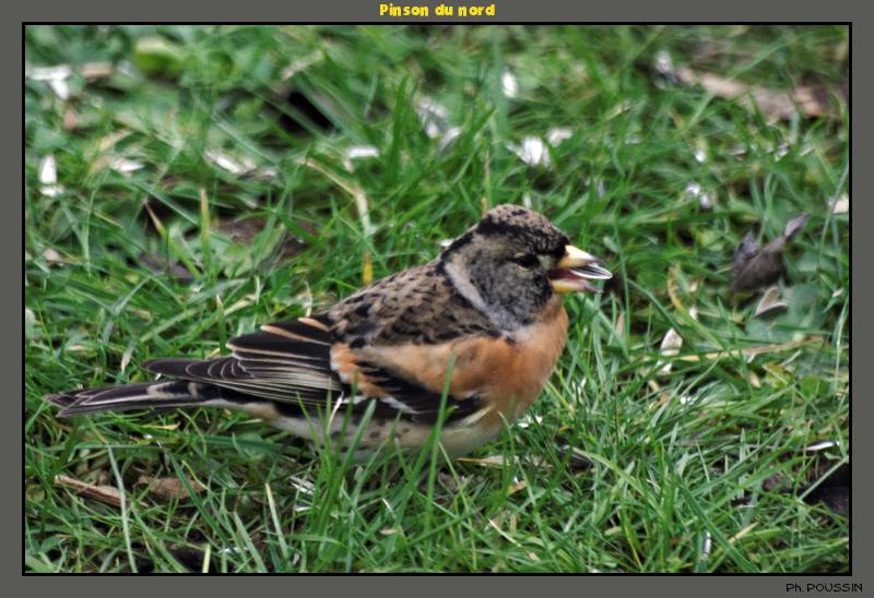 Pinson du nord (Fringilla montifringilla) Pinson_du_nord_01