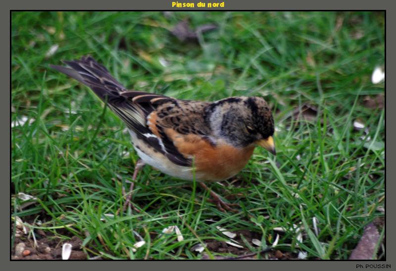 Pinson du nord (Fringilla montifringilla) Pinson_du_nord_02