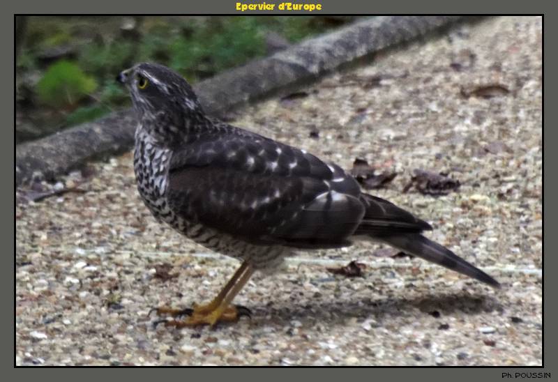 Epervier d'Europe (Accipiter nisus) Rapace_01