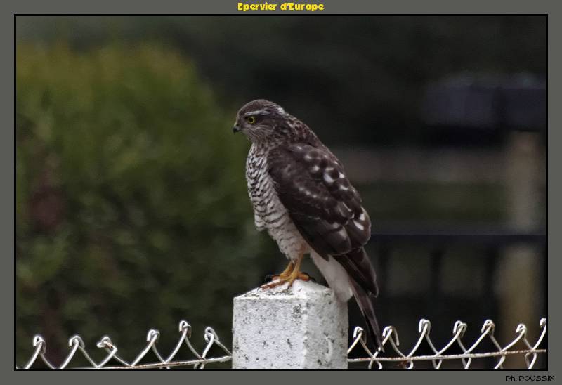 Epervier d'Europe (Accipiter nisus) Rapace_02