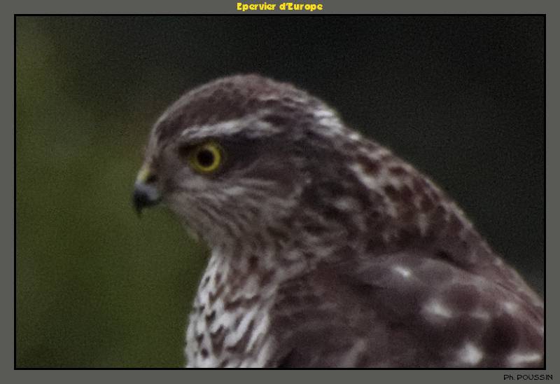 Epervier d'Europe (Accipiter nisus) Rapace_02b