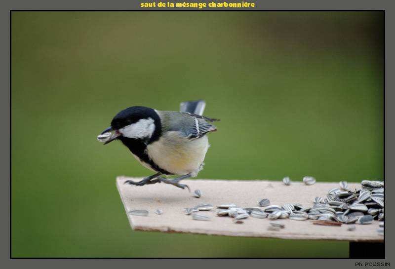 Le saut de la mésange. Saut_2