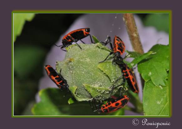 [Pyrrhocoris apterus] A table !!! 0050