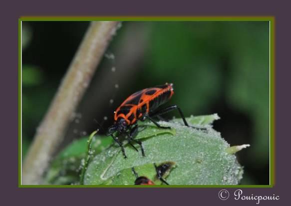 [Pyrrhocoris apterus] A table !!! 0051