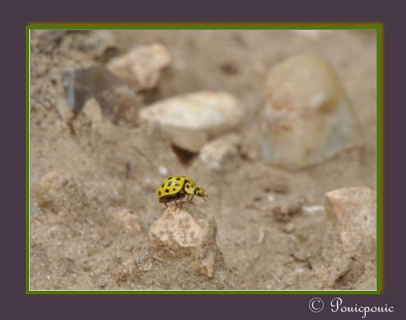 [Psyllobora vigintiduopunctata] Thea vigintiduopunctata 0053