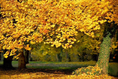 صور أشجار ملونة قمة في الجمال Autumn_13