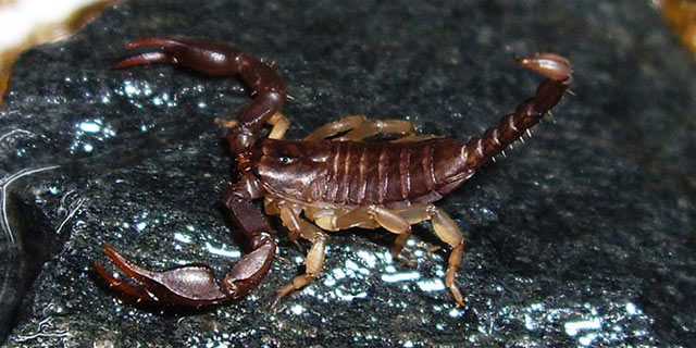 Heterometrus cyaneus Euscorpius_flavicaudis