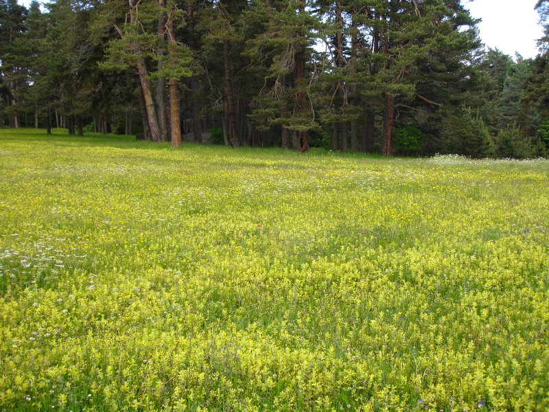  Зелената поляна Yellow_meadow